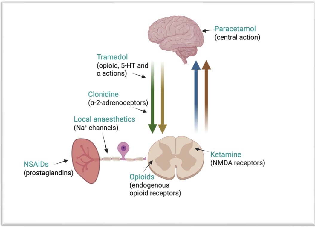 Pharmacology of nociceptive pain management