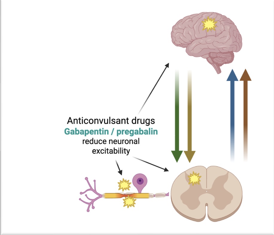 Diagram of drug management of neuropathic pain